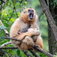 Yellow-cheeked gibbon mother view in nature