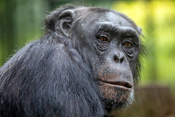 Naklejka premium A Chimpanzee animal close up