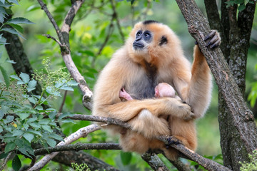 Yellow-cheeked gibbon mother view in nature