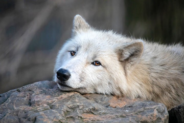 White Hudson Bay wolf beautiful view