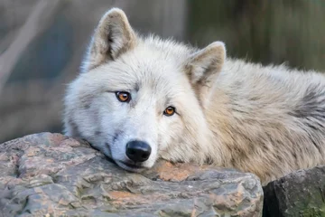 Rollo White Hudson Bay Wolf schöne Aussicht © Edwin Butter