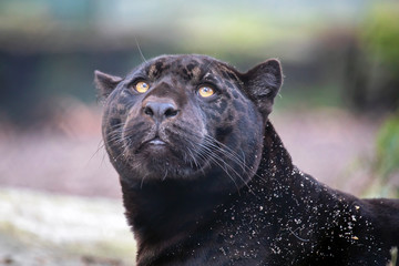 A young black jaguar portrait