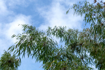 Fototapeta premium Green bamboo with blue sky background