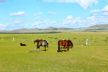 Fototapeta na wymiar Many horses are grazing on the grass
