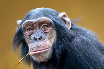 A Chimpanzee animal close up