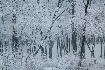Beautiful landscape. Winter forest covered in snow.