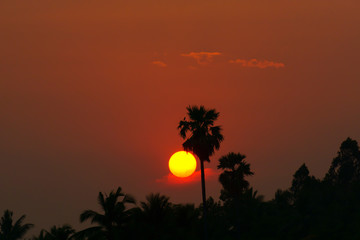 sunset in the coconut tree