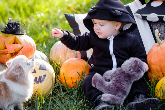 Cute One And A Half Year Old Boy In Black Overalls With His Favorite Toy And A Dog Sitting On The Lawn Among Pumpkins And Celebrating Halloween On A Warm Autumn Day. Celebrations Concept