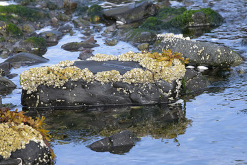 Schönheit des Meeresboden an der Küste, freigelegt während der Ebbe- Schalen- und Krustentiere an Steinen
