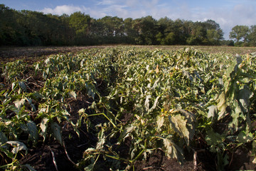 Potato field in autumn: muddy ridges and furrows and wilted plants, overgrown by Jimsonweed