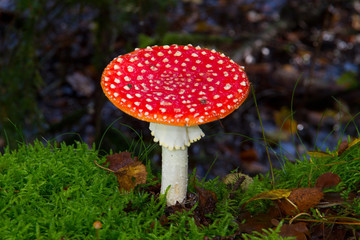 Fly agaric, Amanita muscaria, a white-dotted and white-gilled toxic mushroom
