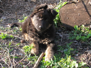 GERMAN SHEPHERD PUPPY