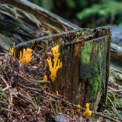 Orange Korallenpilze mit Hallimasch
