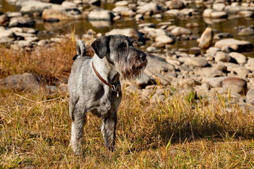 Mittelschnauzer – dog of the Schnauzer group, established a great guardian and a search engine. Distinctive features of breed-square format of a trunk, effective "eyebrows"