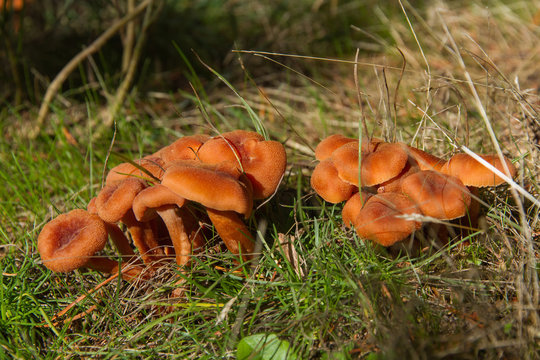 Mushrooms Laccaria Laccata 