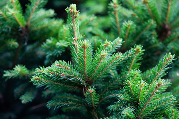 Xmas spruce tree branches forest nature landscape. Christmas background holiday symbol evergreen tree with needles. Shallow depth of field - obrazy, fototapety, plakaty