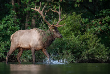 Naklejka na ściany i meble Elk along a creek 