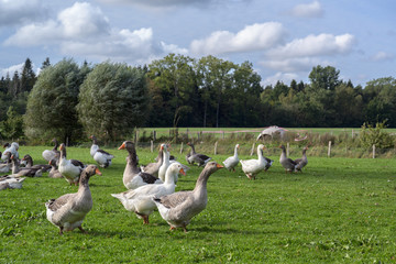 Flock of free-range geese on the pasture in an organic farm under a blue sky with clouds, animal...