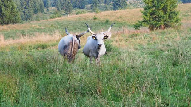 Ankole Watusi bull with big horns in the field