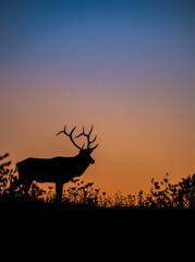 Elk Silhouette at Sunset 
