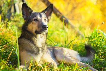 dog lying on the grass against the bright sun portrait close up selective focus