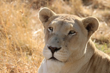 Fototapeta na wymiar Weiße Löwin Portrait