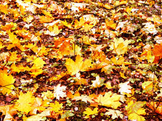 autumn background forest with maple trees and sunny beams