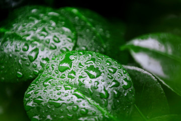 gouttes d'eau sur feuilles de plante verte