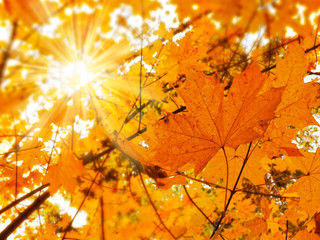 autumn background forest with maple trees and sunny beams