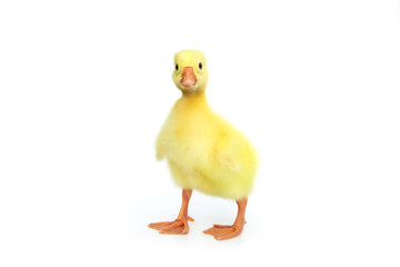 yellow gosling that is chinese white goose baby isolated on white background.