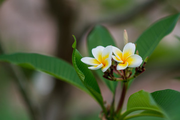 Plumeria flower blooming on tree, White yellow frangible tropical spa flower.