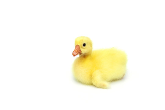 Squat yellow gosling that is chinese white goose baby isolated on white background.