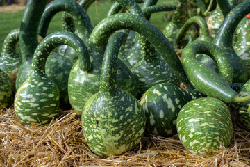 calabash or bottle gourds  of the variety cobra (cucurbita lagenaria) with a long curved neck, decorative ornamental fruits for sale on a farmers market, selected focus