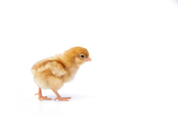 Chick cute little are walking isolated on white background.