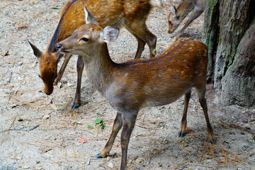 奈良県の鹿