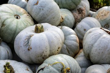 heap of gray pumpkins on a farmers market, decorative autumn vegetable for halloween and thanksgiving, copy space, selected focus, narrow depth of field