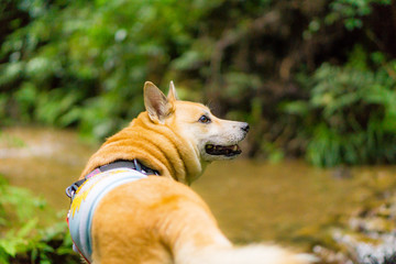 雑種犬　狐　日本犬