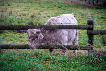 Highland cattle behind the fence