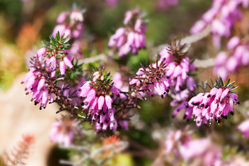 Flowering Erica tetralix small pink lilac plant, shallow depth of field, selective focus photography.