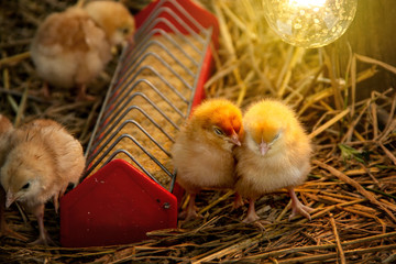 Animal husbandry or livestock for agriculture. Chick eating food in the tray and two chicks that are sleeping Under the light bulb warmth on straw in the night. © Panupong