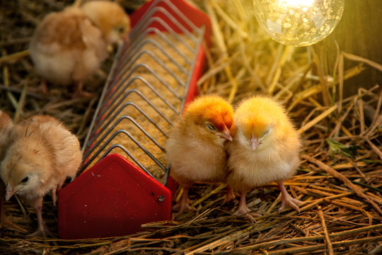 Animal husbandry or livestock for agriculture. Chick eating food in the tray and two chicks that are sleeping Under the light bulb warmth on straw in the night.