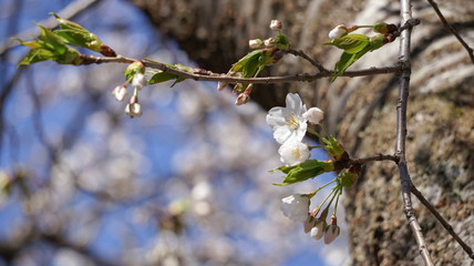青空にまっすぐのびる桜、ソメイヨシノ