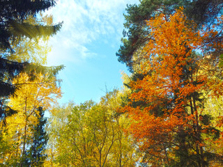 autumn background forest with oak birch trees and sunny beams