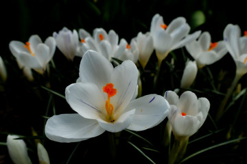Obraz premium Weißer Krokus Jeanne d'Arc