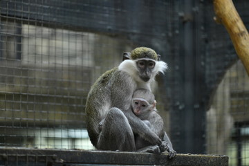 green monkey with offspring