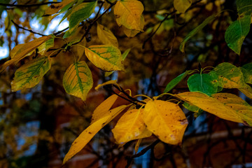 yellow autumn leaves