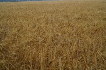 Wheat field