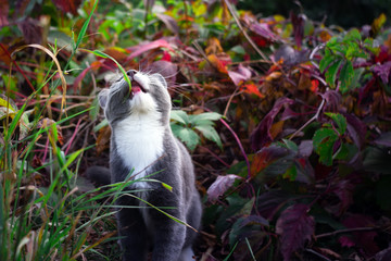 grey white kitten eating green grass