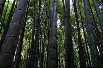 嵐山　竹林の道