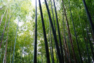 Plakat 嵐山　竹林の道